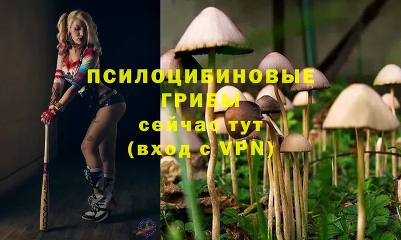 Псилоцибиновые грибы Psilocybe  блэк спрут зеркало  Выкса 